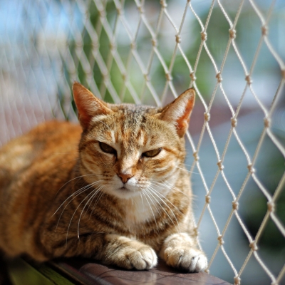 Cat Protection