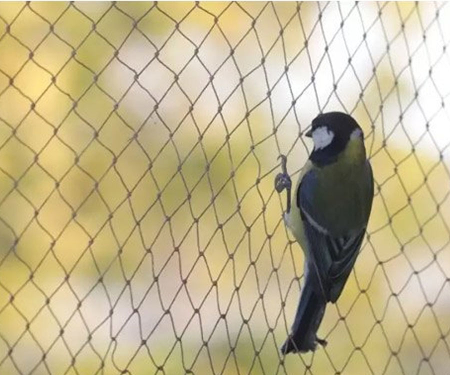Anti Bird Netting